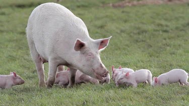 Mother Sow With Piglets, Pigs, Free Range Pig Farm, Scarborough, England