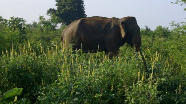 Asian Elephant, Udawalawe Safari Park, Sri Lanka