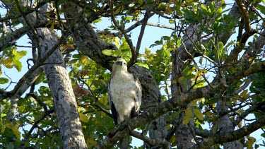 Young Crested Hawk Eagle, Udawalawe Safari Park, Sri Lanka
