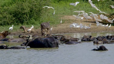Water Buffalo & Egrets, Udawalawe Safari Park, Sri Lanka