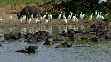 Water Buffalo & Egret Birds, Udawalawe Safari Park, Sri Lanka