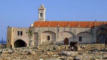 Wild Donkeys At Apostolos Andreos Monastery, Karpas Peninsula, Northern Cyprus