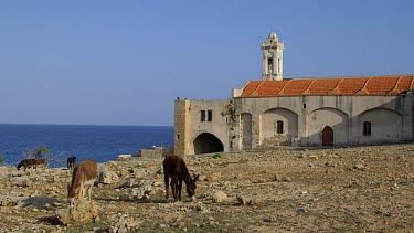 Wild Donkeys At Apostolos Andreos Monastery, Karpas Peninsula, Northern Cyprus