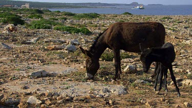 Wild Donkeys Grazing On Rocks, Karpas Peninsula, Cyprus, Northern Cyprus