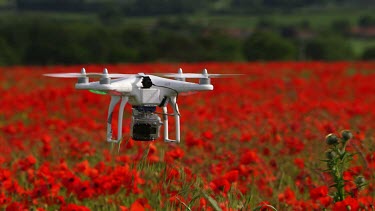 Dji Phantom Quadcopter & Red Poppies, Scarborough, North Yorkshire. England