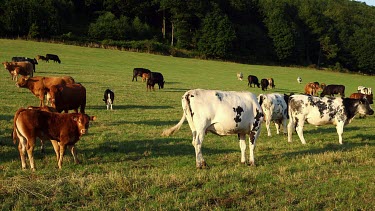 Holstein Cattle & Young Limousin, Wrench Green, North Yorkshire, England