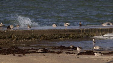 Young Seagulls On Sea Wall, Peel, Isle Of Man, British Isles
