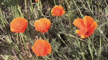 Wildflowers; wild poppies in the meadow