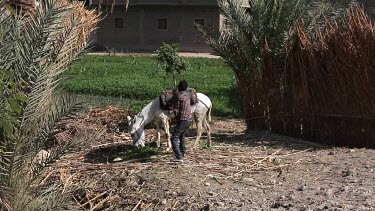 Youth Unloads White Donkey, Luxor, Egypt