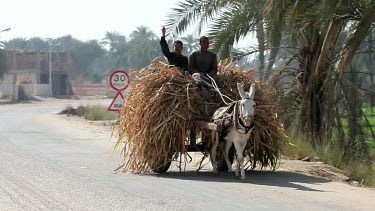2 Young Men On White Donkey & Cart, Luxor, Egypt