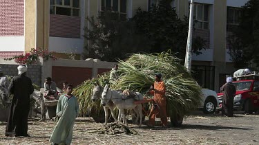 Donkeys, Carts & Sugar Cane, Nagaa El-Shaikh Abou Azouz, Egypt