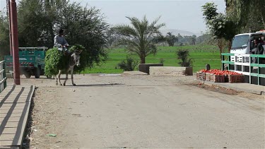 Donkeys & Carts, Nagaa El-Shaikh Abou Azouz, Egypt