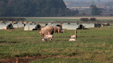 Pigs & Piglets Chase, A64 Sherburn, North Yorkshire, England