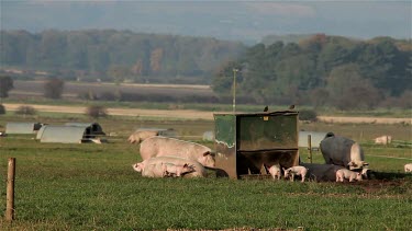 Pigs & Piglets Eating, A64 Sherburn, North Yorkshire, England