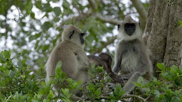 Grey Langur Monkey'S In Tree, Anuradhapura, Sri Lanka