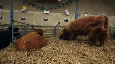 Highland Cattle, The Great Yorkshire Show, North Yorkshire
