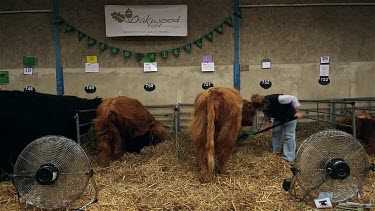 Highland Cattle Kept Cool With Electric Fans, The Great Yorkshire Show, North Yorkshire