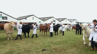 Young Beef Cattle Handler Class, The Great Yorkshire Show, North Yorkshire