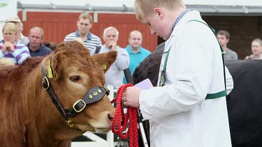Young Beef Limousin Cattle Handler Class, The Great Yorkshire Show, North Yorkshire