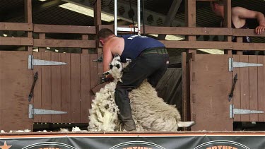 Display Of Machine Shearing, The Great Yorkshire Show, North Yorkshire