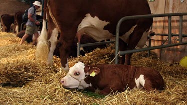 Young Hereford Calf, The Great Yorkshire Show, North Yorkshire