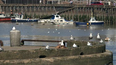 Seagulls & Fishing Boats, Bridlington, North Yorkshire, England
