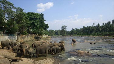 Asian Elephants In Maha Oya River, Pinnawala Elephant Orphange, Sri Lanka