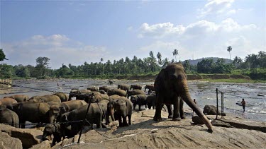 Asian Elephants In Maha Oya River, Pinnawala Elephant Orphange, Sri Lanka
