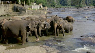 Swaying Asian Elephants In Maha Oya River, Pinnawala Elephant Orphange, Sri Lanka