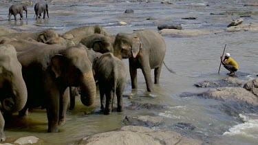 Swaying Asian Elephants In Maha Oya River, Pinnawala Elephant Orphange, Sri Lanka