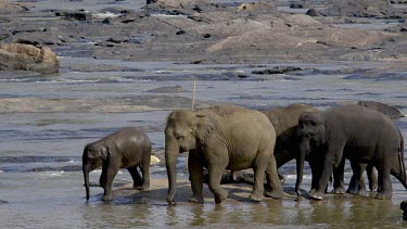 Asian Elephants Splash Maha Oya River, Pinnawala Elephant Orphange, Sri Lanka
