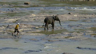 Mahout Chases Asian Elephant In Maha Oya River, Pinnawala Elephant Orphange, Sri Lanka