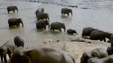 Asian Elephant Leave Maha Oya River, Pinnawala Elephant Orphange, Sri Lanka