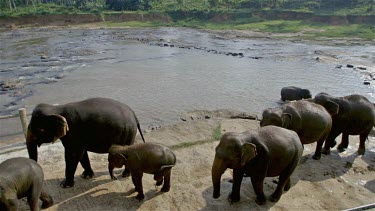 Asian Elephant Leave Maha Oya River, Pinnawala Elephant Orphange, Sri Lanka