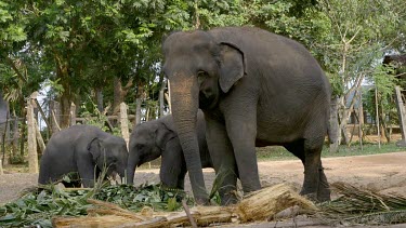 Asian Elephants Feeding, Pinnawala Elephant Orphange, Sri Lanka