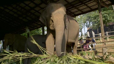 Asian Elephant Feeding, Pinnawala Elephant Orphange, Sri Lanka