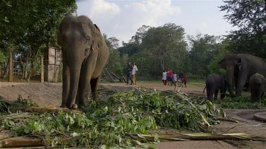 Asian Elephants Feeding, Pinnawala Elephant Orphange, Sri Lanka
