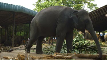 Large Asian Elephant Feeding, Pinnawala Elephant Orphange, Sri Lanka