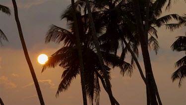 King Coconut Palm Trees At Sunset, Bentota, Sri Lanka