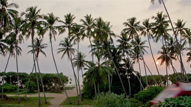 Train & King Coconut Palm Trees At Sunset, Bentota, Sri Lanka