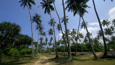 Sand Track & Coconut Palm Trees, Bentota Beach, Sri Lanka